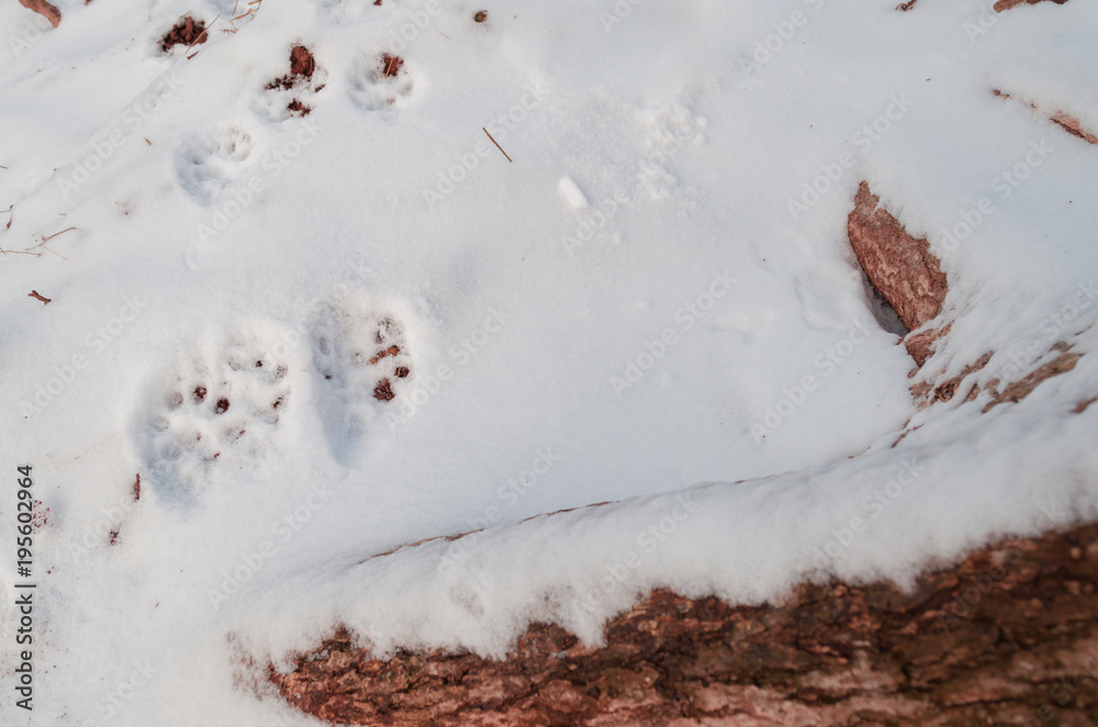 wild animal footprints in snow at winter forest