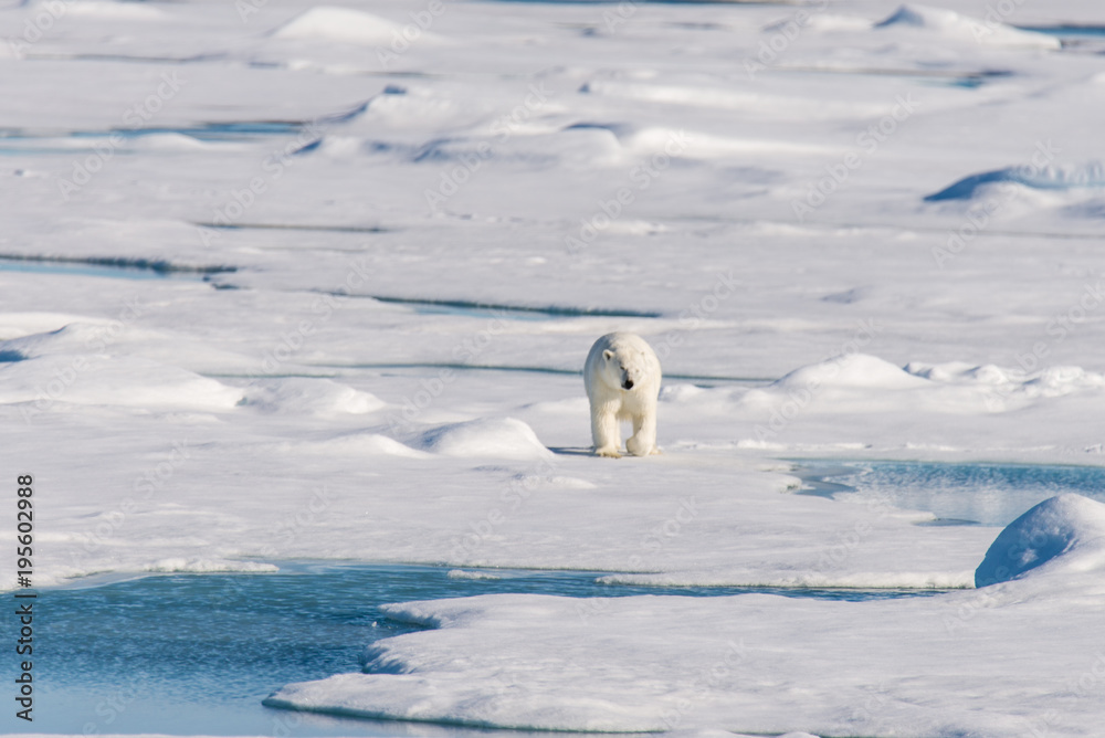 Polar bear on the pack ice Polar bear on the pack ice