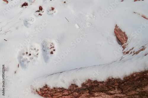 wild animal footprints in snow at winter forest © pellephoto