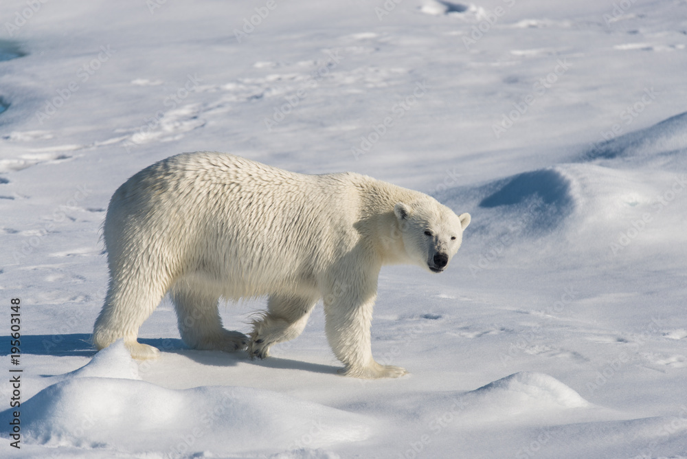 Polar bear on the pack ice Polar bear on the pack ice