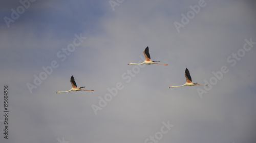 Fényképezés Greater flamingoes in flight