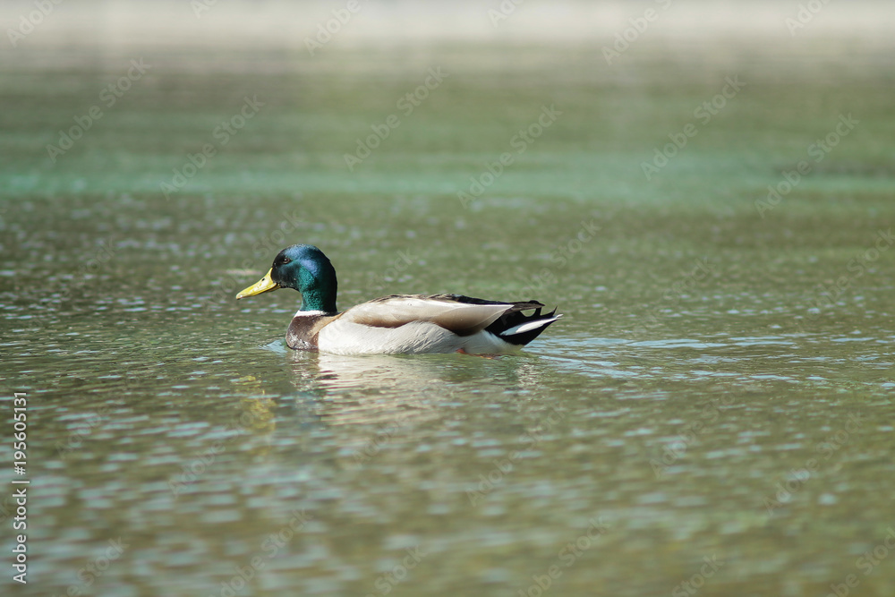 Primo piano di un maschio di Germano Reale, l'anatra più comune, mentre nuota in un lago Primo piano di un maschio di Germano Reale, l'anatra più comune, mentre nuota in un lago