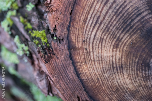 Cross Section of a Tree Stump © beysim