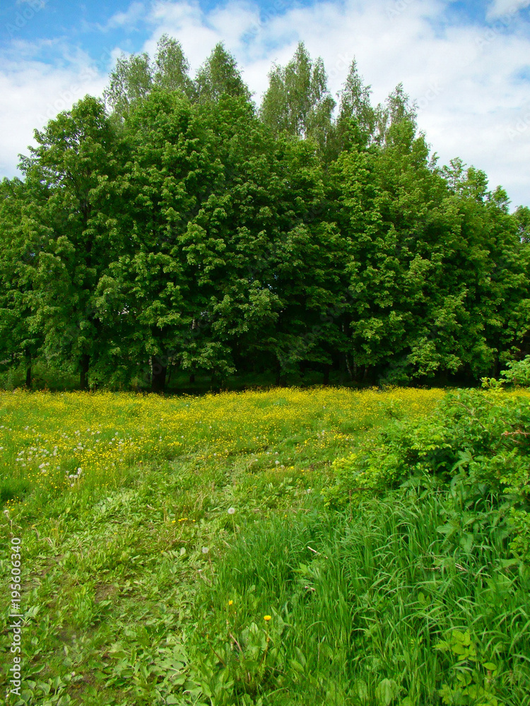 Obraz premium Spring sunlit meadow