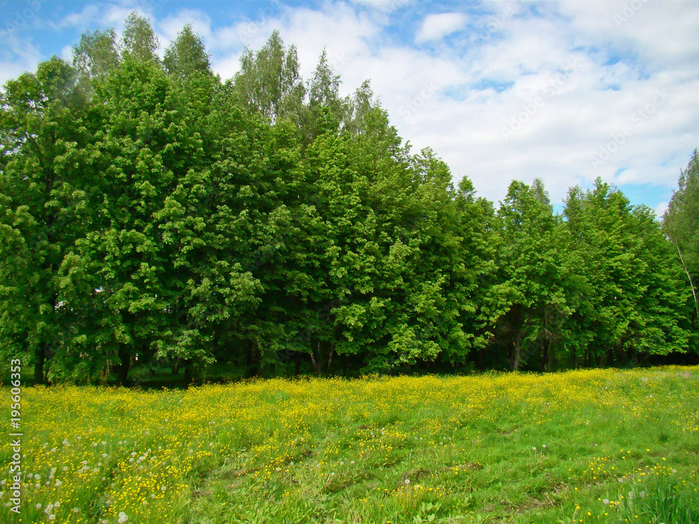 Spring sunlit meadow Spring sunlit meadow