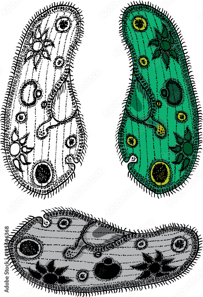 Obraz premium Сiliate simplest organism