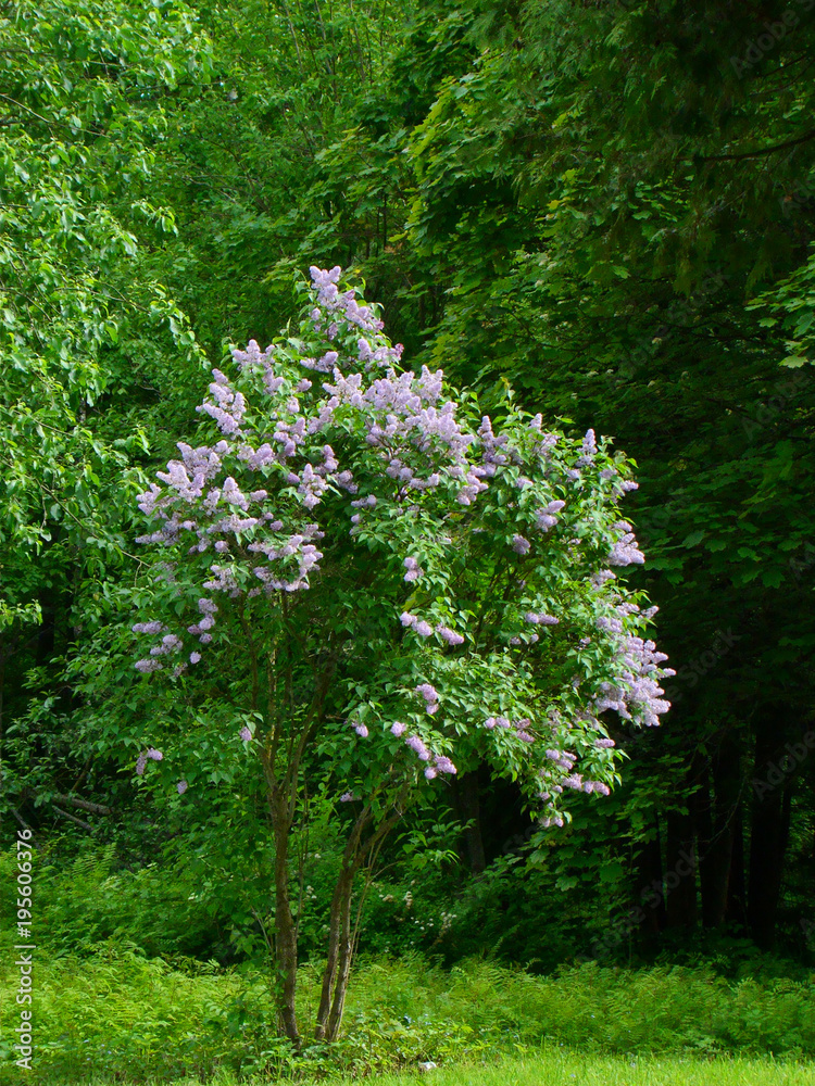 Obraz premium Violet lilac bush in bloom