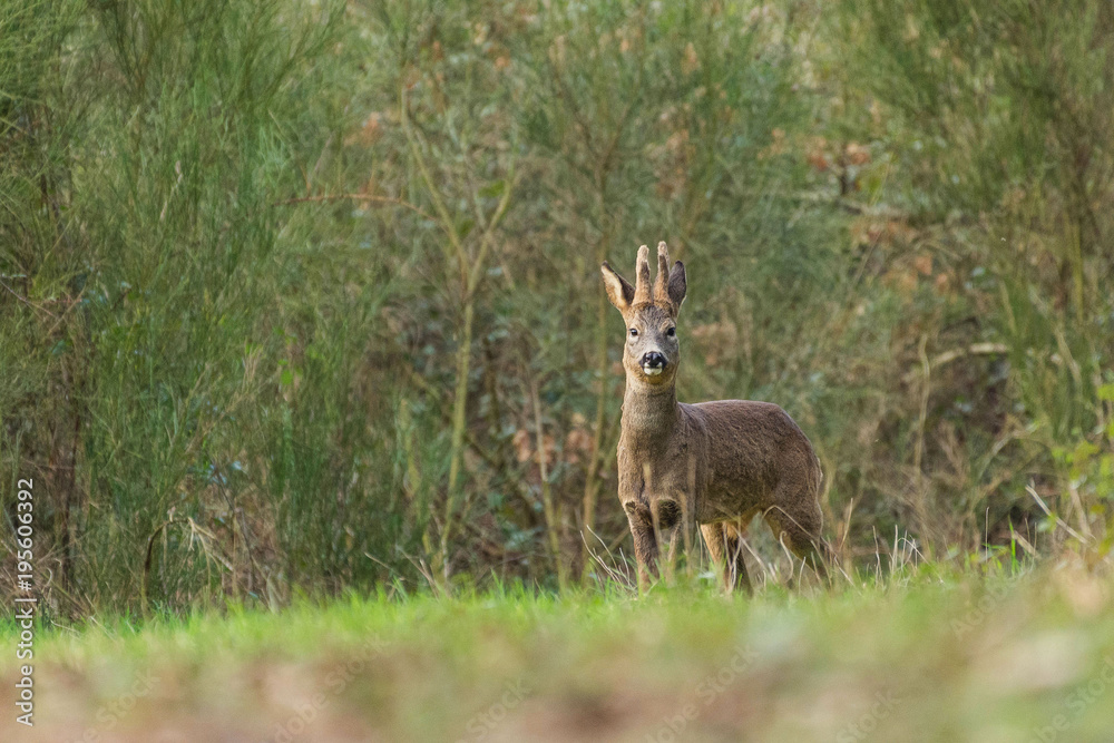 Deer in the forest Deer in the forest