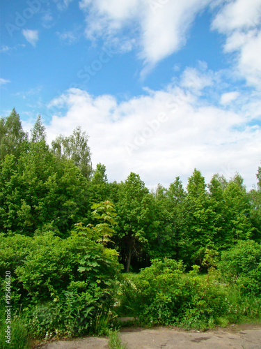 Spring landscape with trees and sky