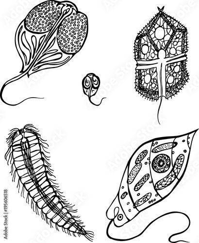 Decorative protozoa