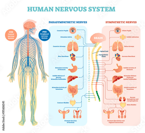 Human nervous system medical vector illustration diagram with parasympathetic and sympathetic nerves and all connected inner organs. photo