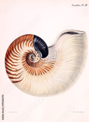 Illustration of shells.