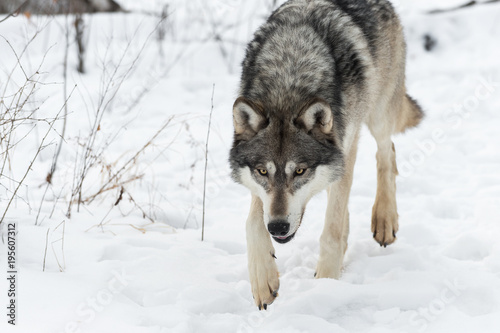 Grey Wolf (Canis lupus) Stalks Forward Close © hkuchera