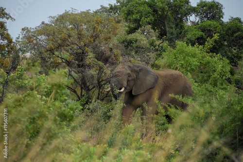 african elephant eating by large tree