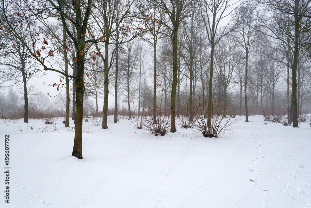 Thin forest on the slope of snow-covered hill againt foggy background 1 Thin forest on the slope of snow-covered hill againt foggy background 1