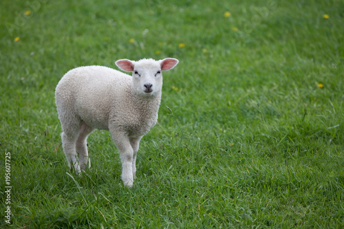 kleines weißes Lamm steht auf einer Weide, guckt in die Kamera