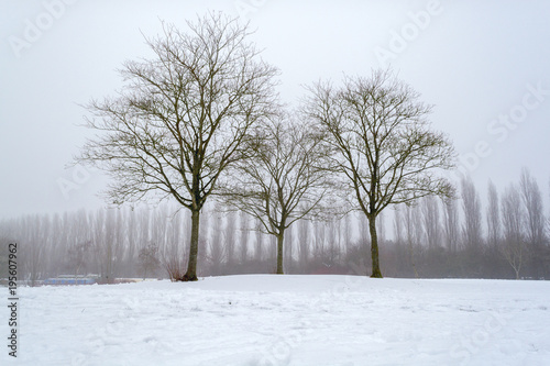 Three trees on the slope of snow-covered hill againt foggy background
