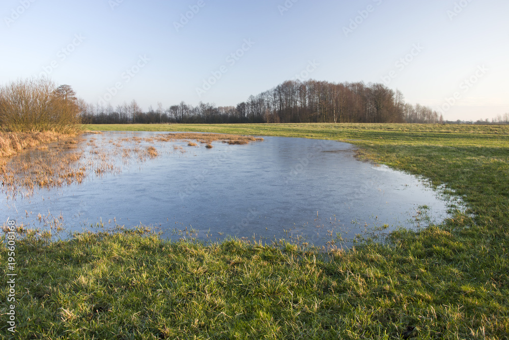 Frozen water on the meadow and copse