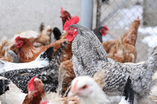 Chicken in the hen house. Rooster on the farm. Multicolored birds