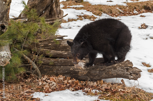 Black Bear (Ursus americanus) on Logs With Fur Tuft