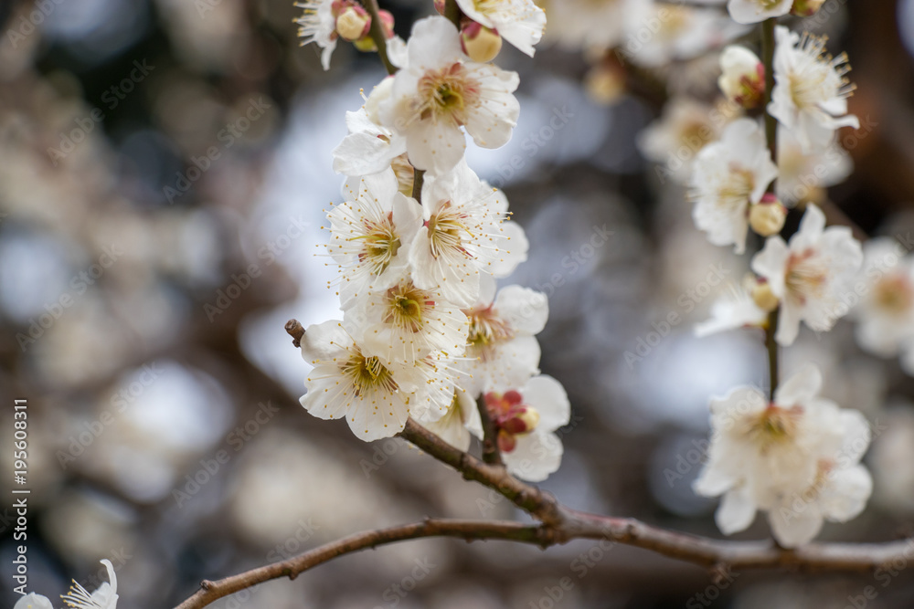 White plum blossoming spring in Tokyo, Japan White plum blossoming spring in Tokyo, Japan