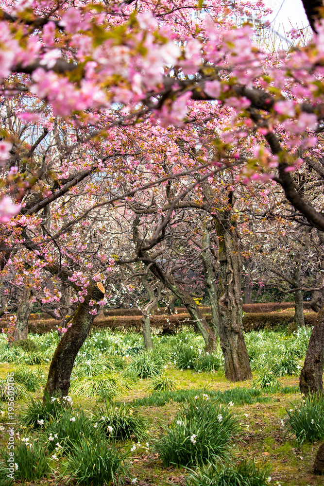 Kawazu cherry tree in full bloom in Tokyo, Japan