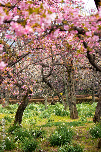 Kawazu cherry tree in full bloom in Tokyo  Japan