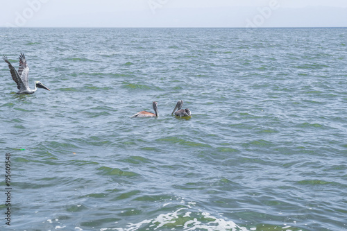 Pelicans landing in the ocean in national park Los Haitises, Dominican Republic
