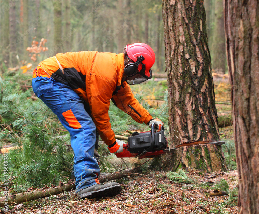The Lumberjack working in a forest. Harvest of timber. Firewood as a renewable energy source. Agriculture and forestry theme. People at work. The Lumberjack working in a forest. Harvest of timber. Firewood as a renewable energy source. Agriculture and forestry theme. People at work.
