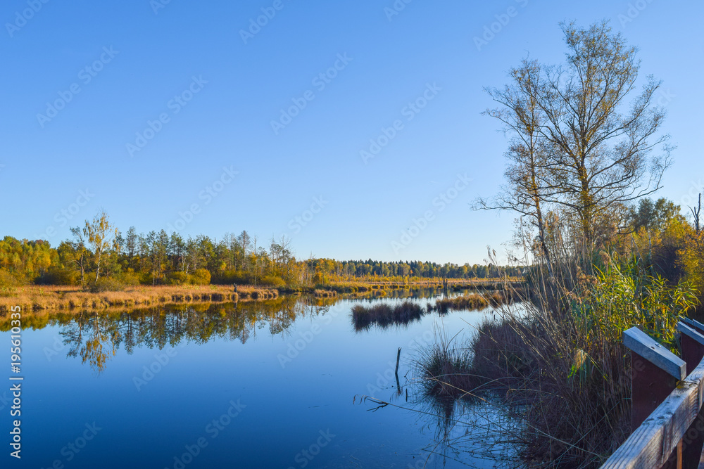 View through reed over a pond in a nature reserve, no clouds, blue sky, trees mirroring in water, Schwenninger Moos, Germany View through reed over a pond in a nature reserve, no clouds, blue sky, trees mirroring in water, Schwenninger Moos, Germany