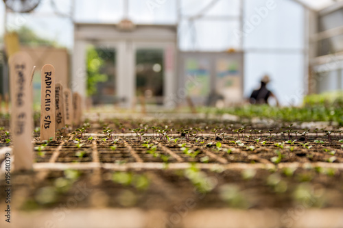 Saplings in farm green house