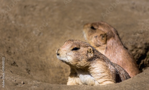 Prairie dog couple woke up in morning