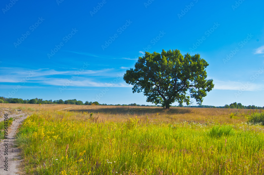 The shadow of a lone tree in the spring steppe