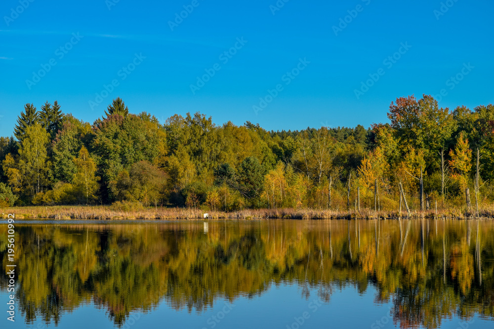 View over a lake in a nature reserve, cloudless blue sky, trees mirroring in the water, birds flying through the sky, Schwenninger Moos, Germany