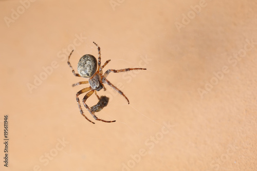 Large hairy spider in a web on a beige background