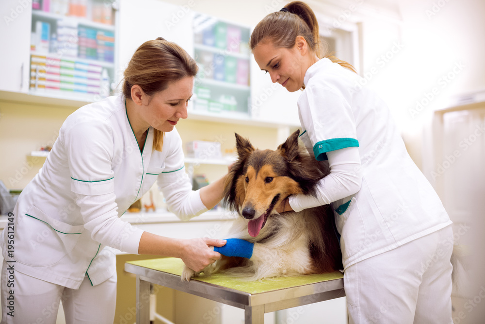 Injured dog with broken leg at pet ambulance Injured dog with broken leg at pet ambulance