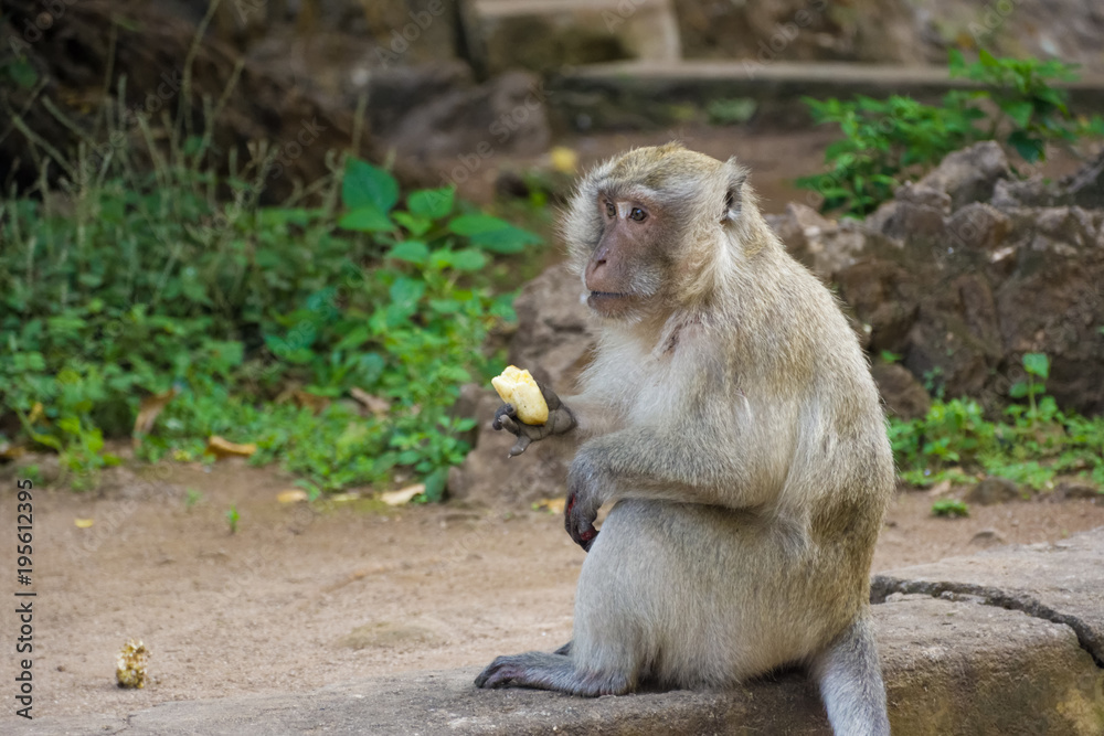 Thailand, Phuket, 2017 - Monkeys near Big Buddha's temple in a cave