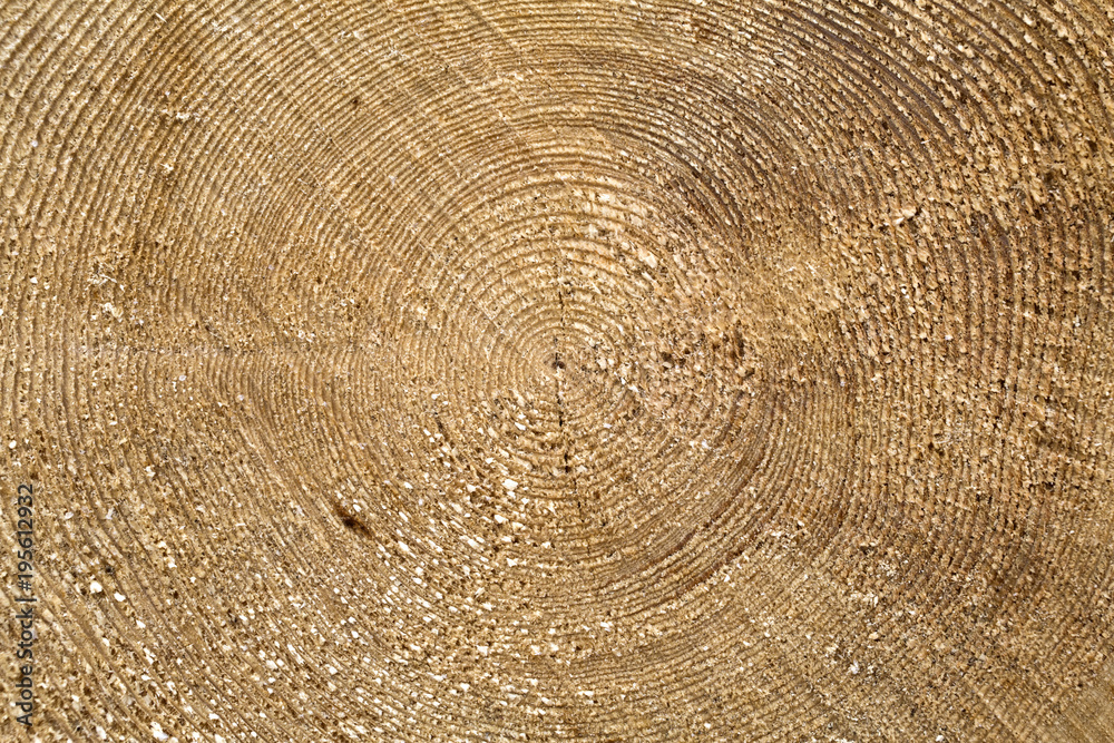 Slice of wooden logs, macro, close up Slice of wooden logs, macro, close up