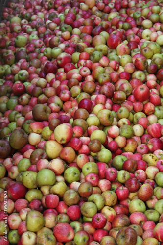 Sehr viele Äpfel, Apfelwein keltern in Hessen