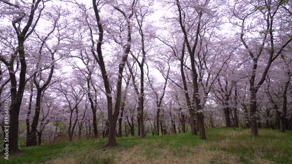Cherry blossoms in full bloom Cherry blossoms in full bloom