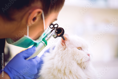 Fototapeta Naklejka Na Ścianę i Meble -  Veterinarian exam ear of persian cat at pet ambulance