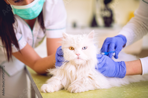Fototapeta Naklejka Na Ścianę i Meble -  Veterinarian at vet clinic giving injection to cute white persian cat with colorful eyes