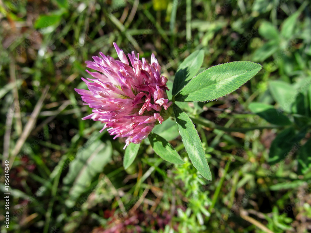 Violet-pink clover flower close-up on blurred background. Trifolium pratense or red clover is a herbaceous species of flowering plant that is grown as a valuable fodder crop and is a symbol of Denmark Violet-pink clover flower close-up on blurred background. Trifolium pratense or red clover is a herbaceous species of flowering plant that is grown as a valuable fodder crop and is a symbol of Denmark