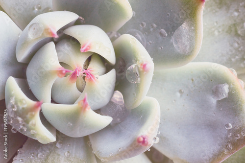 Close-up macro succulent plant 