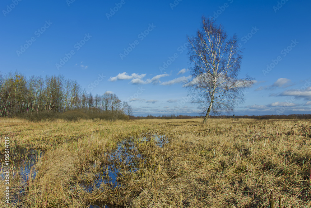 A lonely birch on a swampy meadow A lonely birch on a swampy meadow