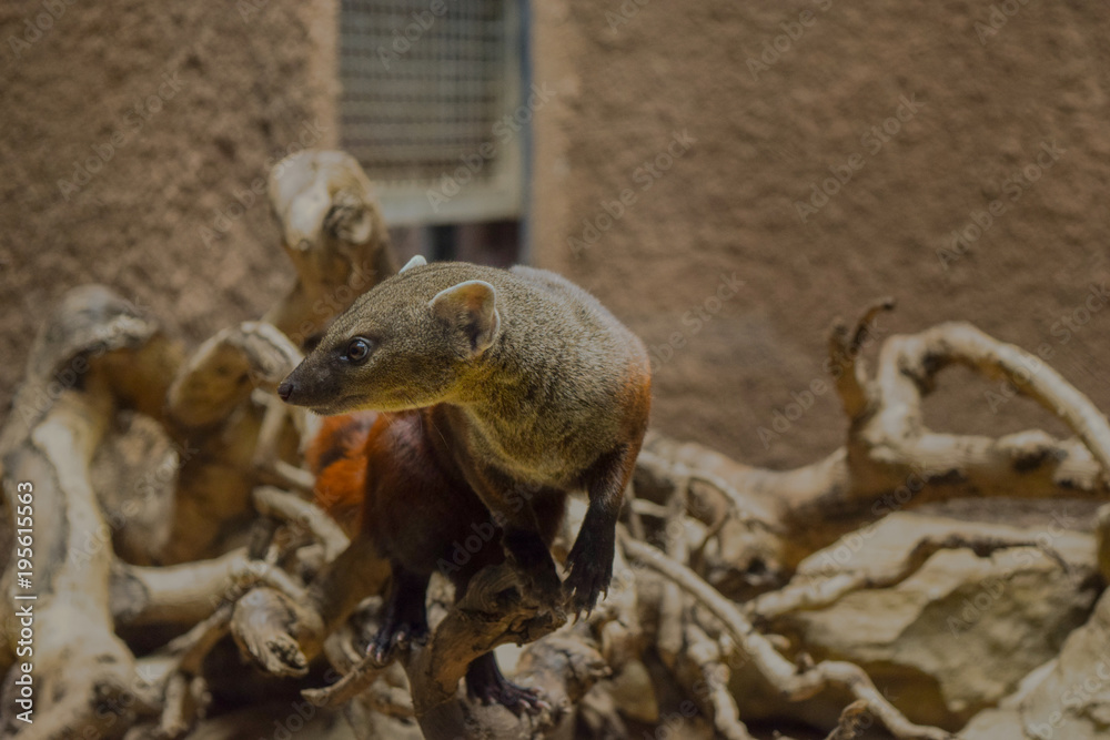 Sweet little animal with orange black striped tails, ring-tailed mongoose