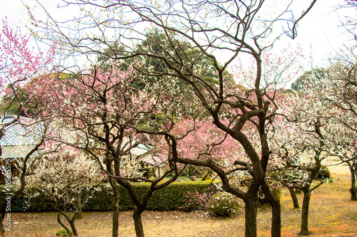 White plum and red plum tell the spring in Tokyo, Japan
