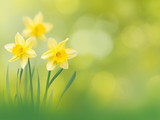 Yellow narcissus flowers spring background