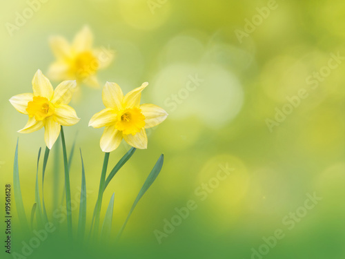 Yellow narcissus flowers spring background