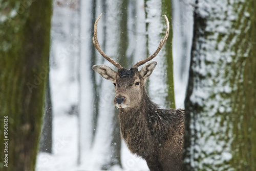 Red Deer, Cervus elaphus, stag, animal in winter forest, Slovakia